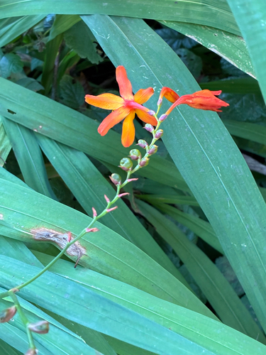 Crocosmia × crocosmiiflora, photograph 3