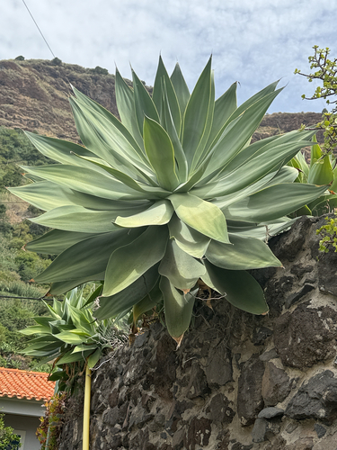 Swan-neck Agave