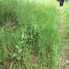 Stachys rigida quercetorum