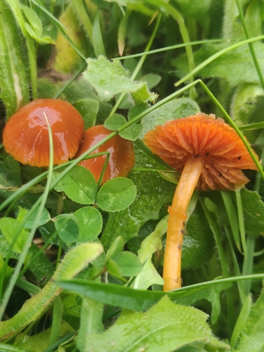 Gliophorus sciophanus