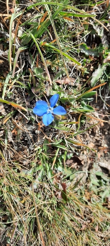 spring gentian