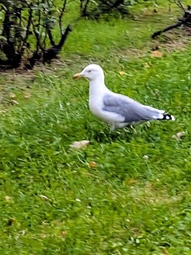 European Herring Gull