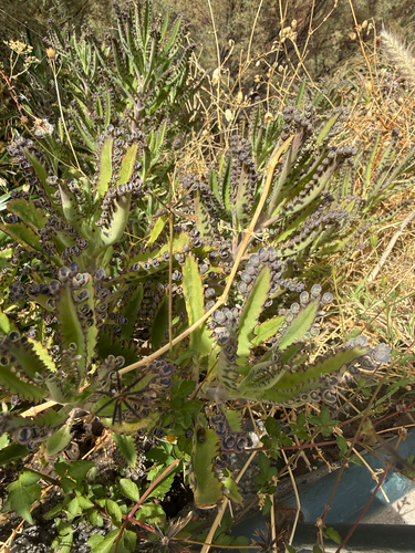 Alligator plant