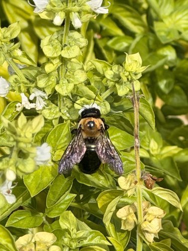 Eastern Carpenter Bee