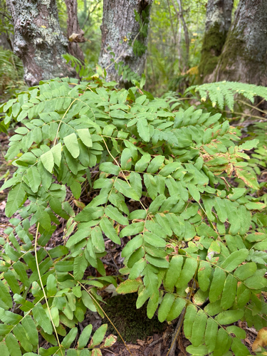 American Royal Fern
