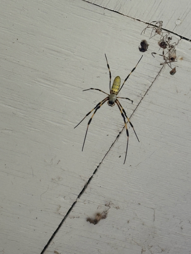 Joro Spider