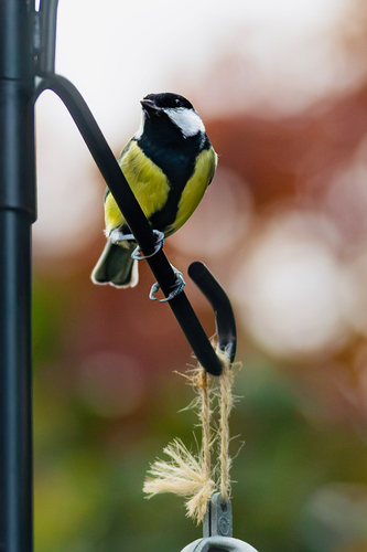 Great Tit