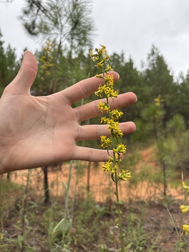Solidago erecta, photograph 1