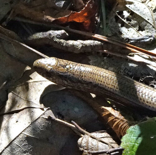 Common Slowworm