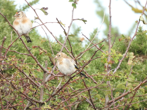 European Goldfinch