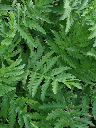 tansy