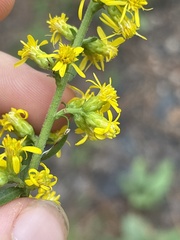 Solidago erecta, photograph (c) Justin Donahue, some rights reserved (CC BY)