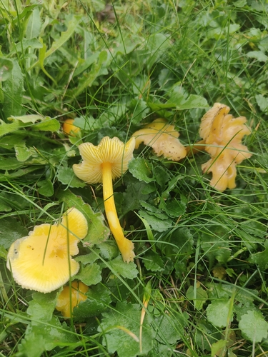 Persistent Waxcap