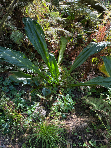 Lysichiton americanus, photograph 4