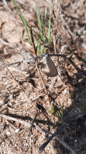 African Grass Blue