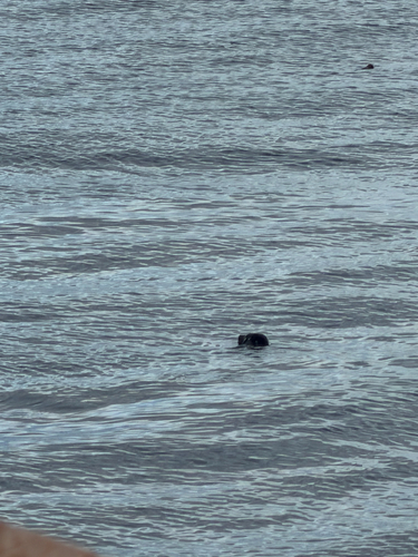 Harbor Seal