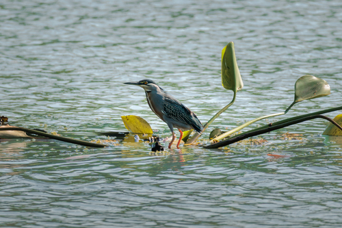 Striated Heron