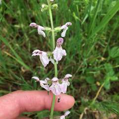 Stachys rigida quercetorum