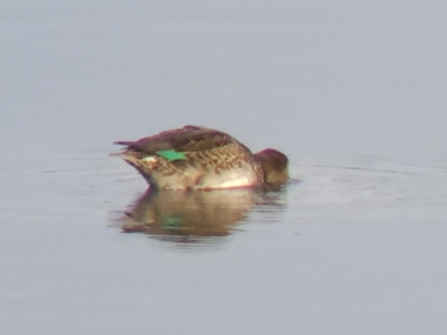 Green-winged Teal