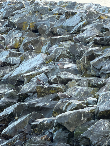 Heermann's Gull