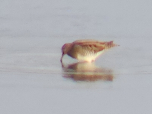 Common Snipe