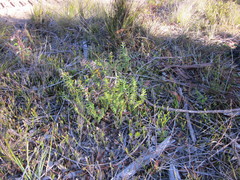 Banksia porrecta