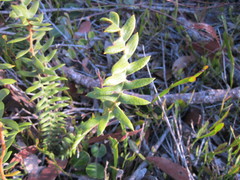 Banksia porrecta