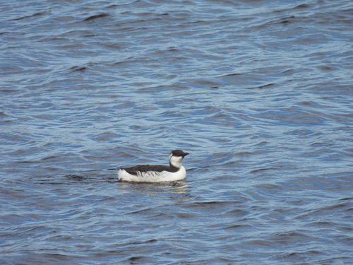 Common Murre