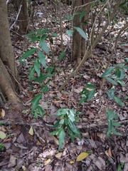 Blepharocalyx salicifolius, photograph (c) Felipe Horton, some rights reserved (CC BY)