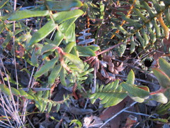 Banksia porrecta