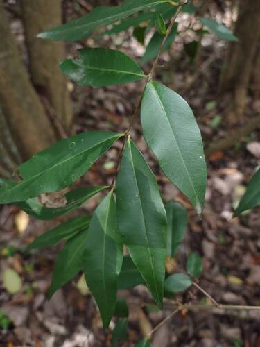 Blepharocalyx salicifolius, photograph 5