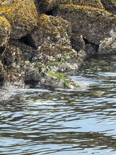 Black Turnstone