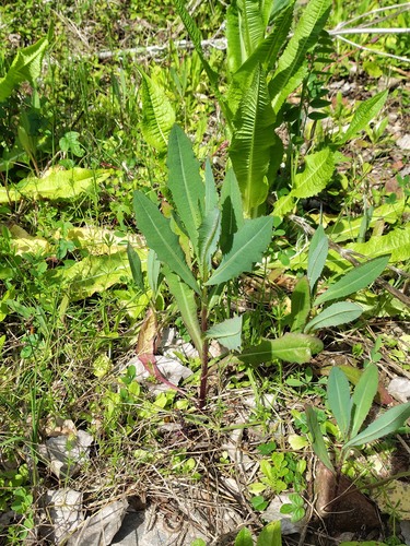 Lactuca serriola, photograph 2