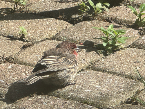 House Finch