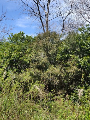 Blepharocalyx salicifolius, photograph 3