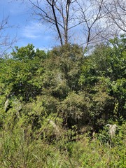 Blepharocalyx salicifolius, photograph (c) Felipe Horton, some rights reserved (CC BY)