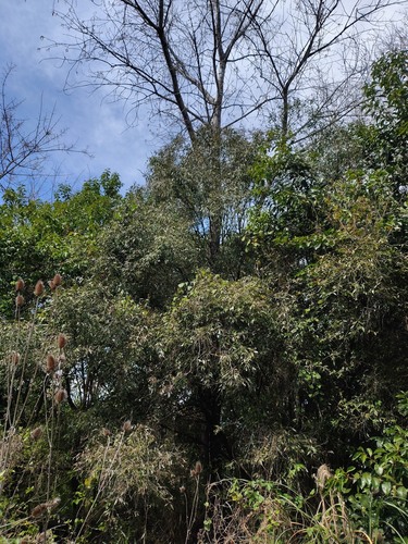 Blepharocalyx salicifolius, photograph 2