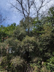 Blepharocalyx salicifolius, photograph (c) Felipe Horton, some rights reserved (CC BY)