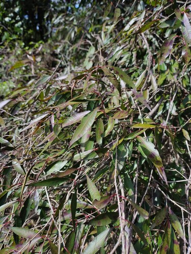 Blepharocalyx salicifolius