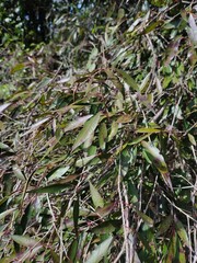 Blepharocalyx salicifolius