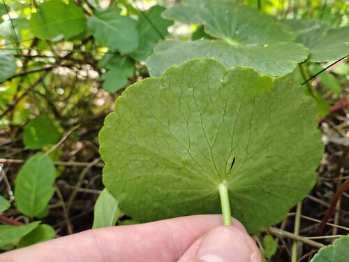 Hydrocotyle bonariensis, photograph 1
