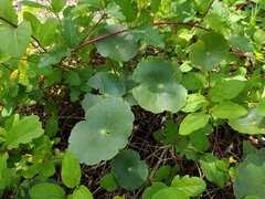 Hydrocotyle bonariensis