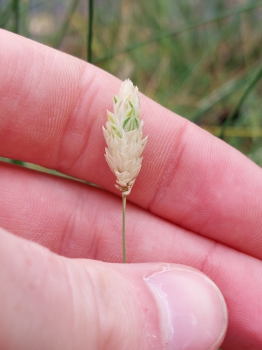 Phalaris canariensis observed 2026-09-24