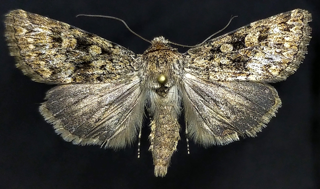 Sympistis acheron