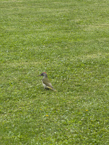 Eurasian Green Woodpecker