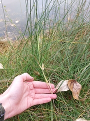 Phalaris canariensis, photograph (c) Alex, some rights reserved (CC BY-SA)