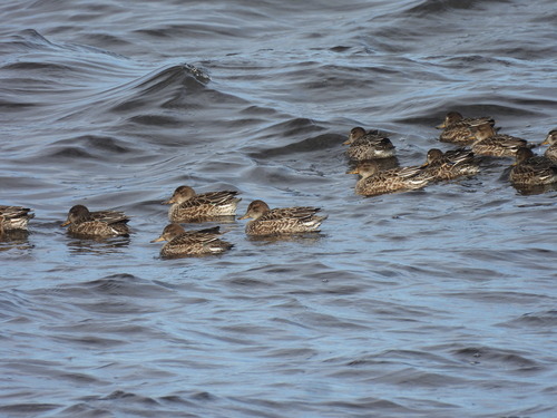 Green-winged Teal