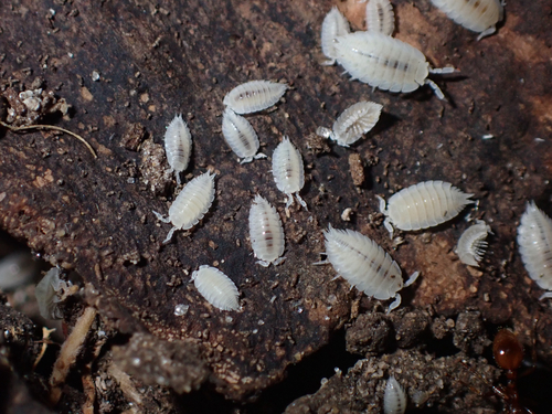 Ant Woodlouse