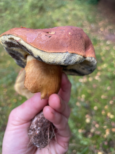 Bay Bolete
