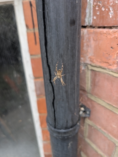 Cross Orbweaver